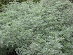 artemisia_x_powis_castle.jpg