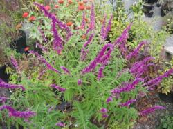 salvia_leucantha_midnight.jpg