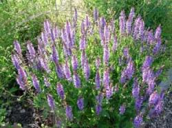 stachys_officinalis.jpg