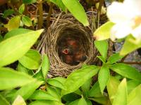 baby birds 